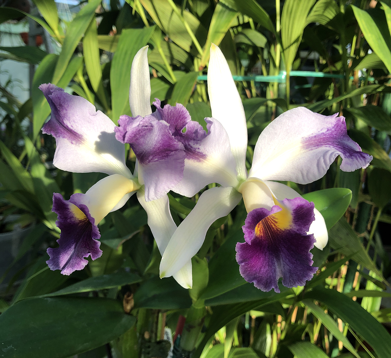 1-ф Cattleya Dipizzi coerulea x L.Labiats coerulea ф.jpg