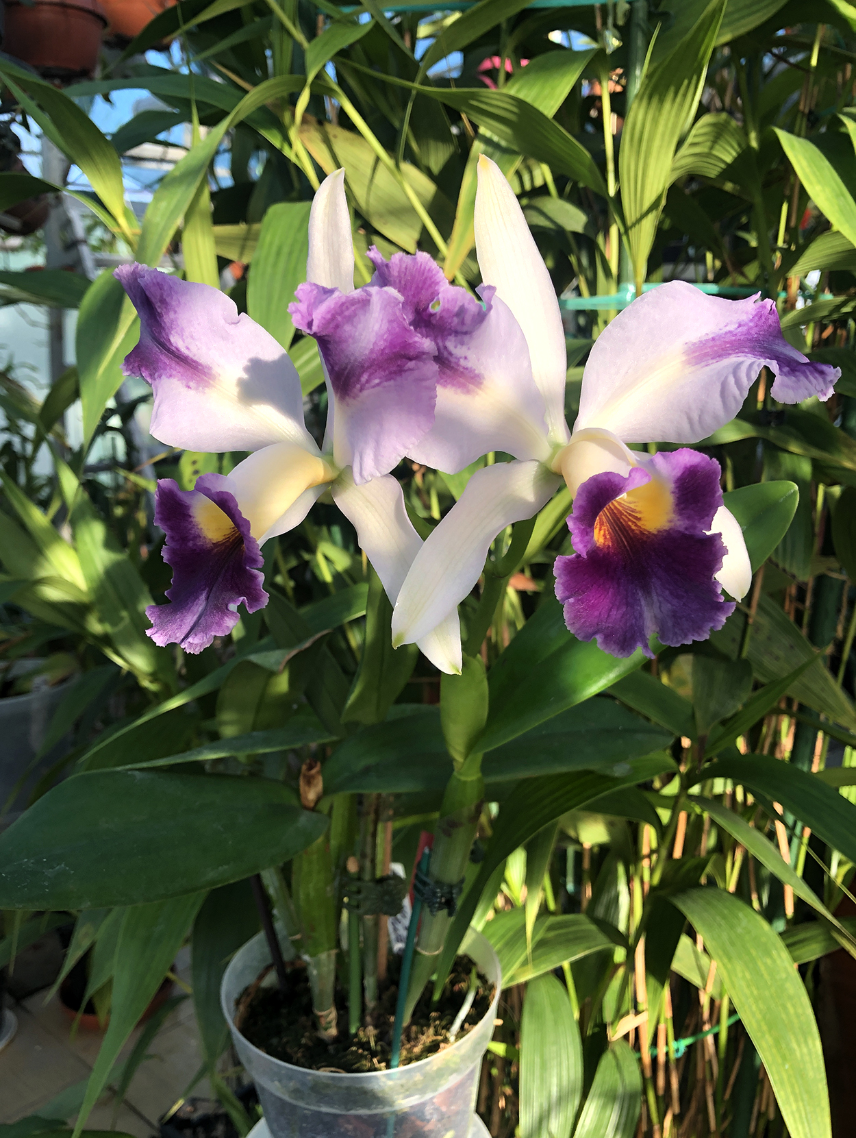 2 -фCattleya Dipizzi coerulea x L.Labiats coerulea.jpg