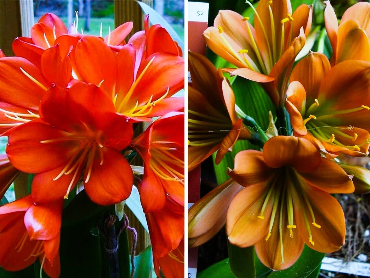 13 Кливия (clivia) Conway's Doris x Gunston Xhirao - 5333.jpg