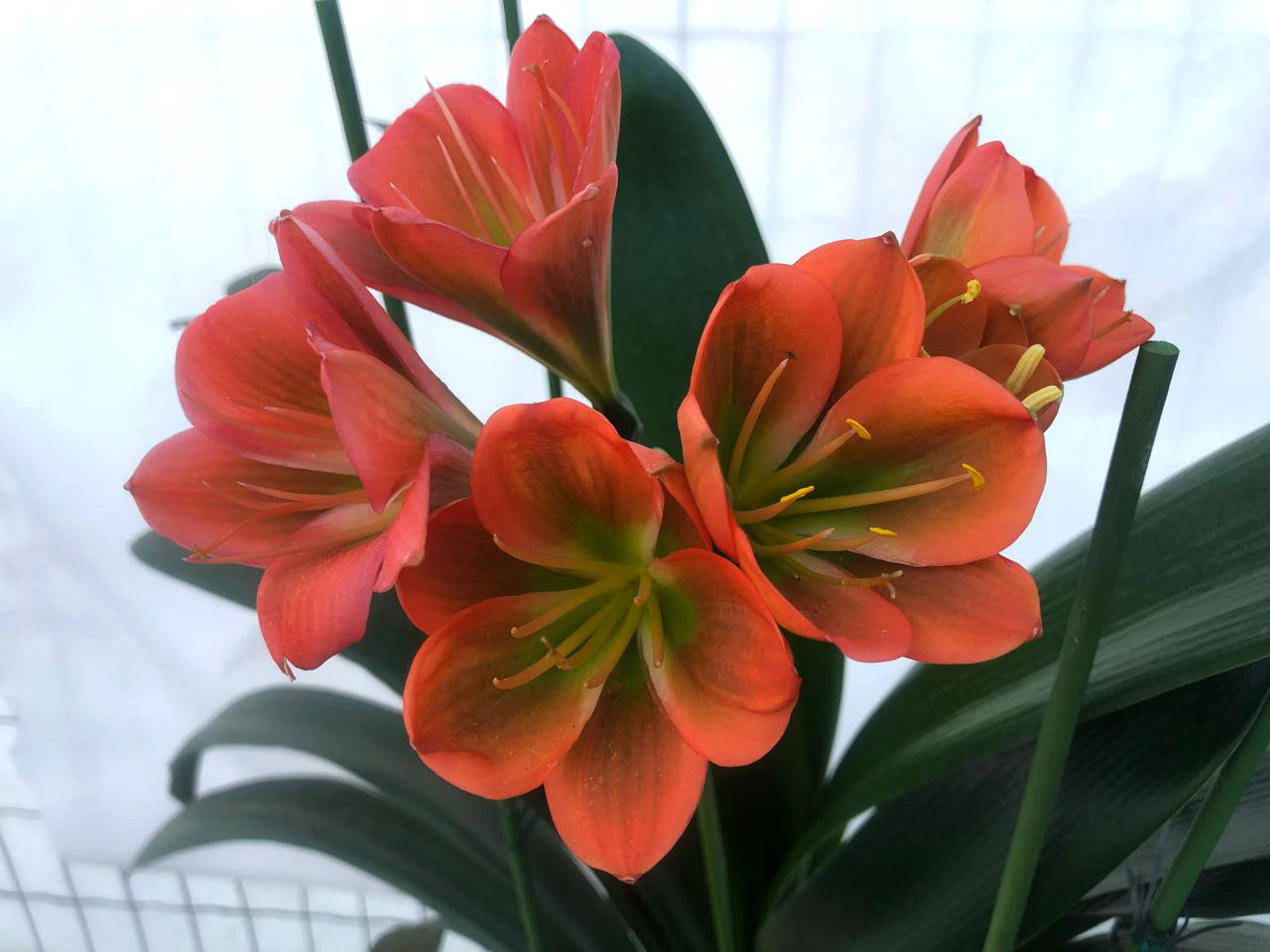 18 Кливия H. Avrora x H. Margaritaф.jpg