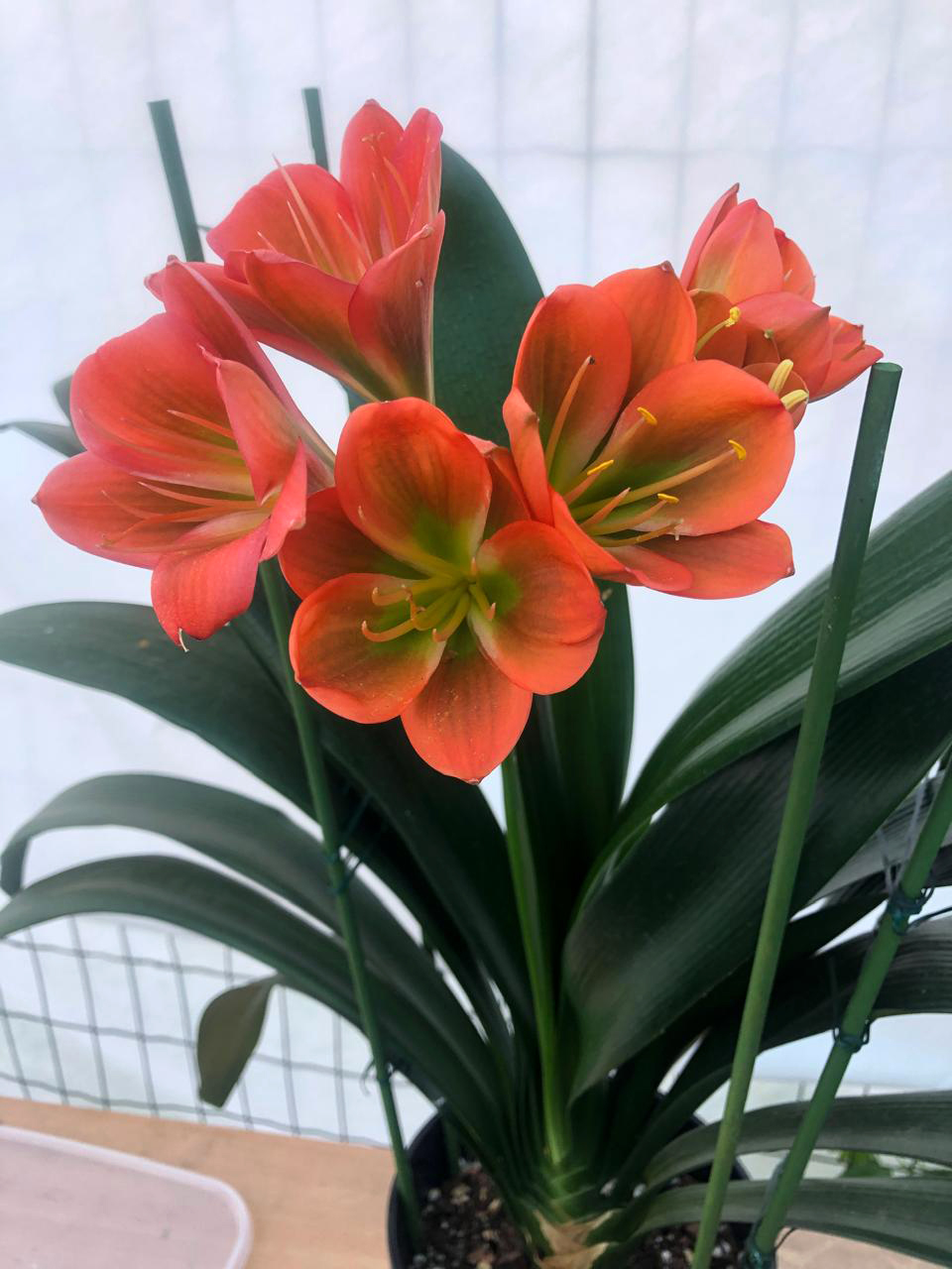 18 Кливия H. Avrora x H. Margarita 1ф.jpg