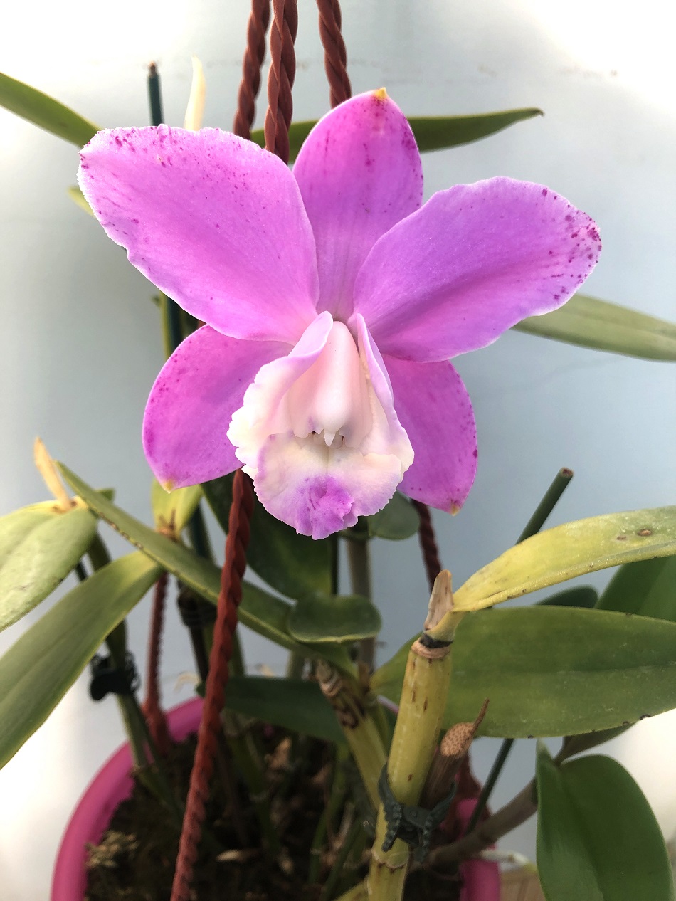 cattleya loddigesii  10.25 — копия.JPG
