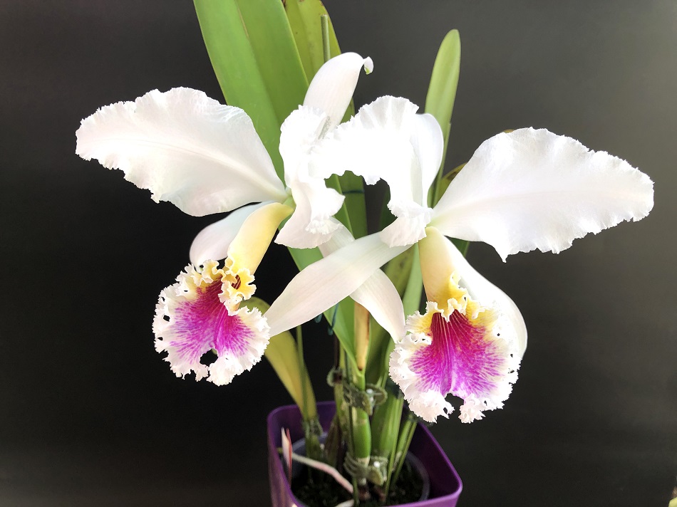Cattleya Faerie Queene (mossiae x rex)Колумбия 1 — копия.jpg