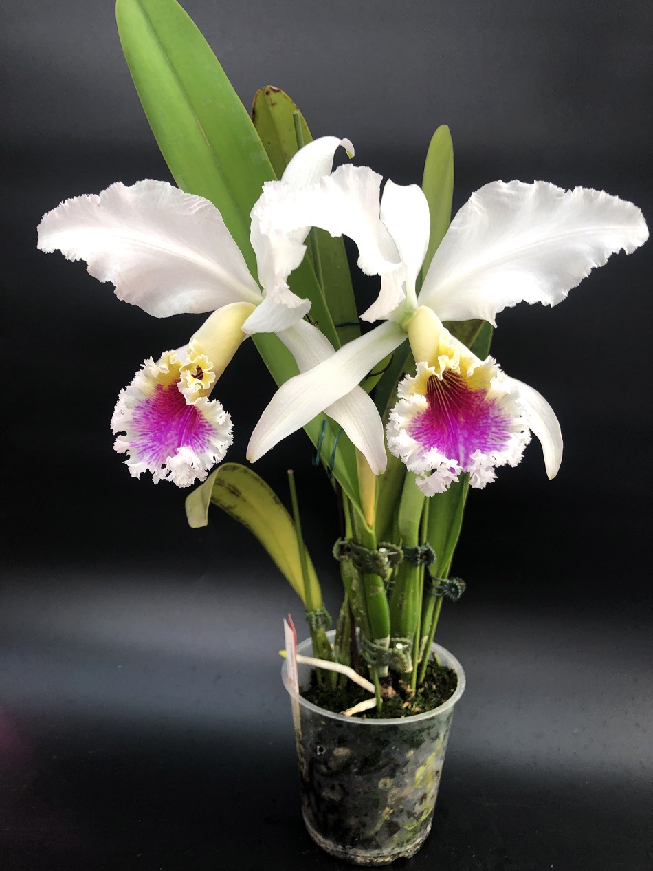 Cattleya Faerie Queene (mossiae x rex)Колумбия 3 — копия.jpg