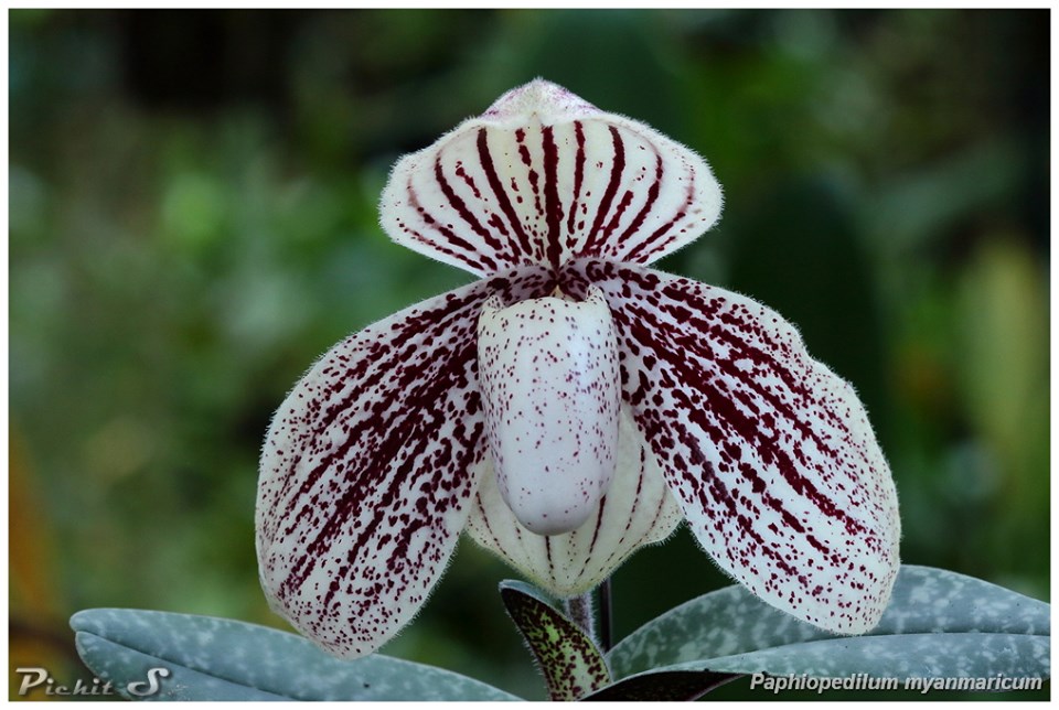 111 paphiopedilum myanmaricum.jpg