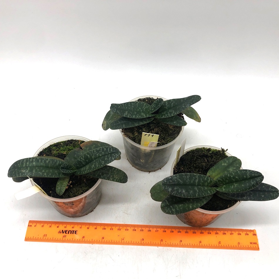 111 paphiopedilum myanmaricum 4500р. -3шт..jpg