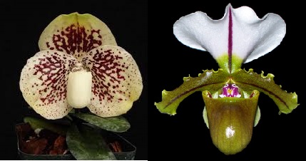121 paphiopedilum godefroyae x  spicerianum.jpg
