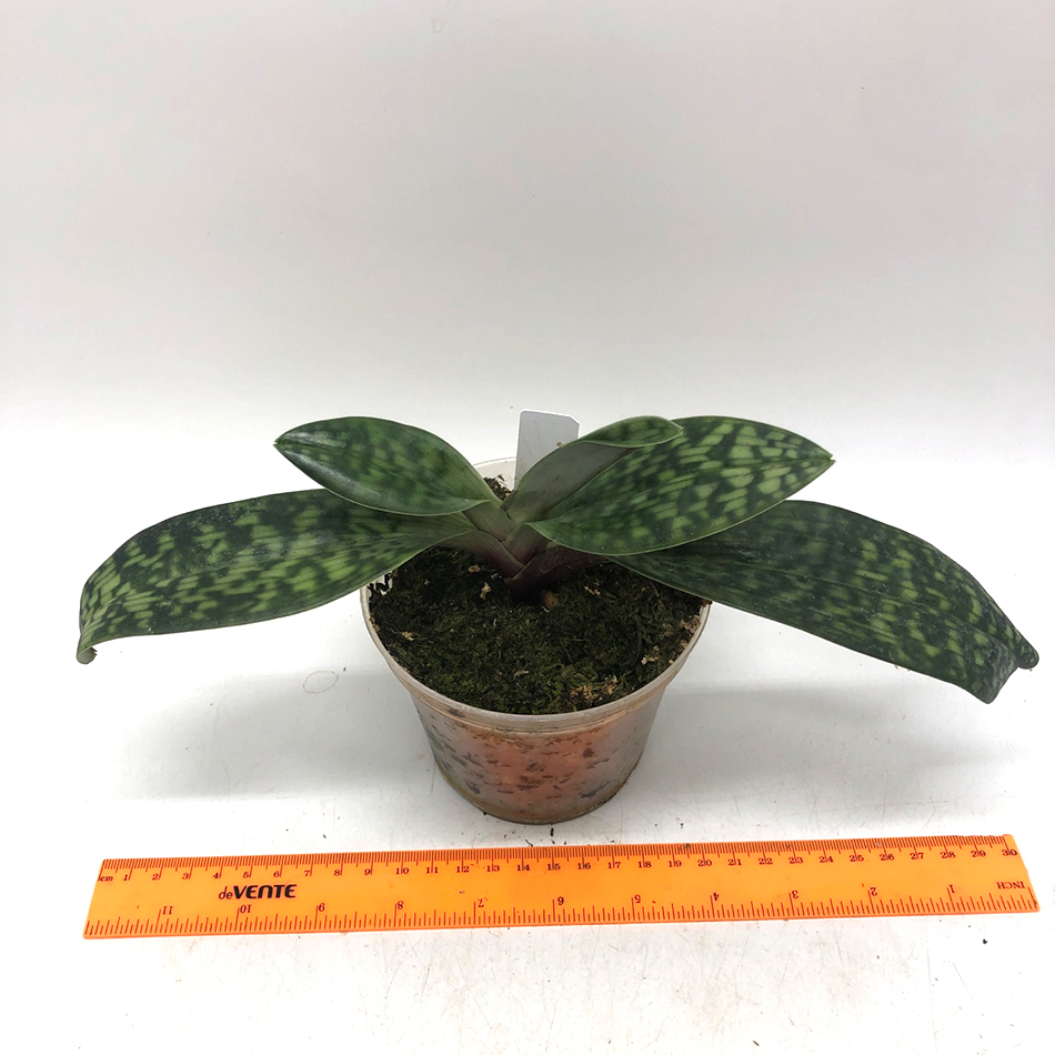 123 Paph. Mottled Leaf Type (Vinicolor or Coloratum).jpg