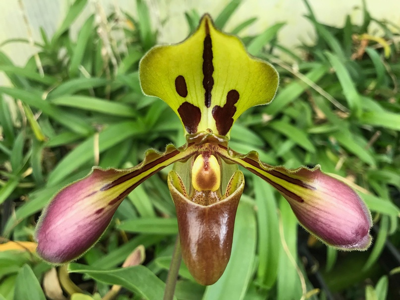 106 paphiopedilum tigrinum111.jpg