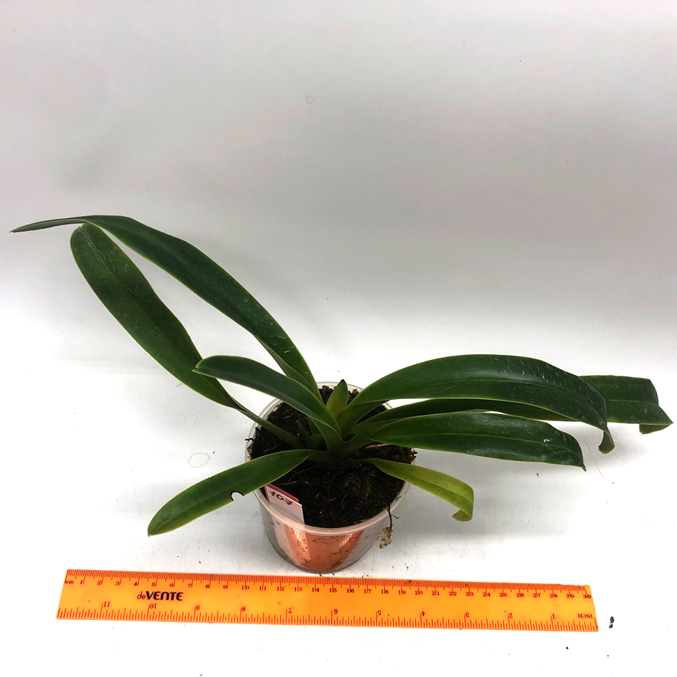 107 paphiopedilum tigrinum1..jpg