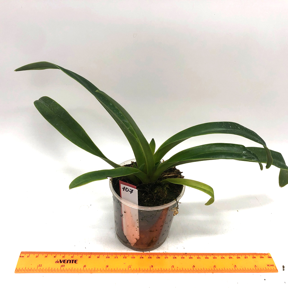 107 paphiopedilum tigrinum1.jpg