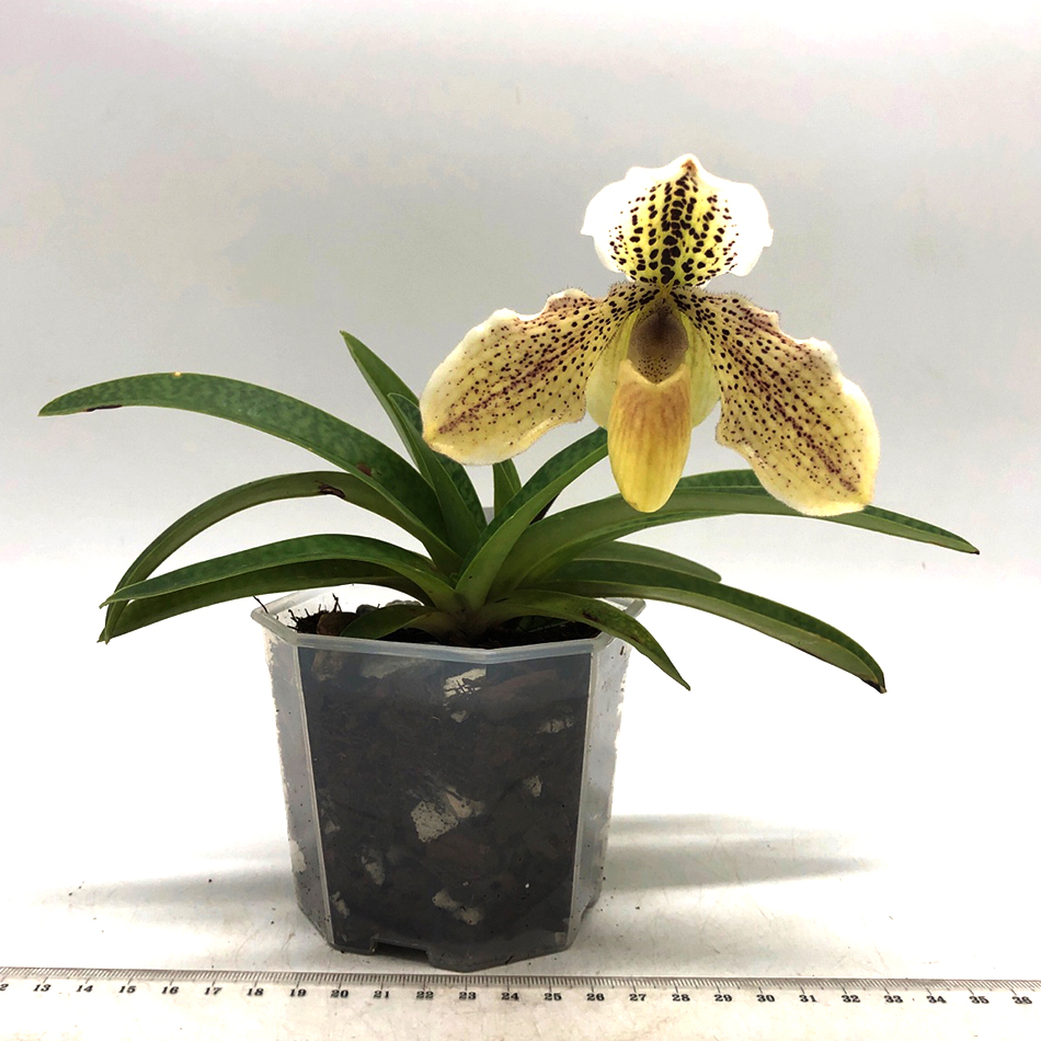 108 paphiopedilum godefroyae X exul.jpg