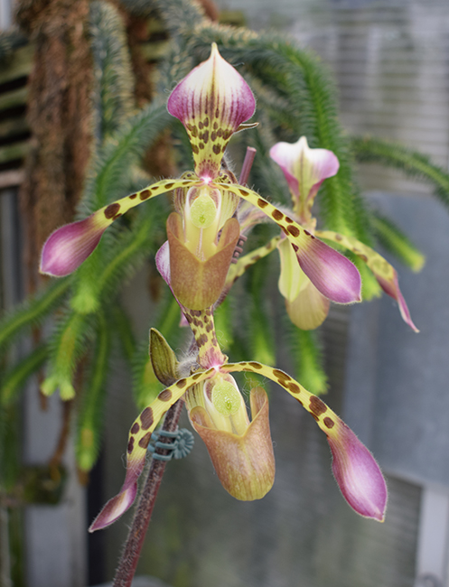 1511 paphiopedilum haynaldianum.jpg
