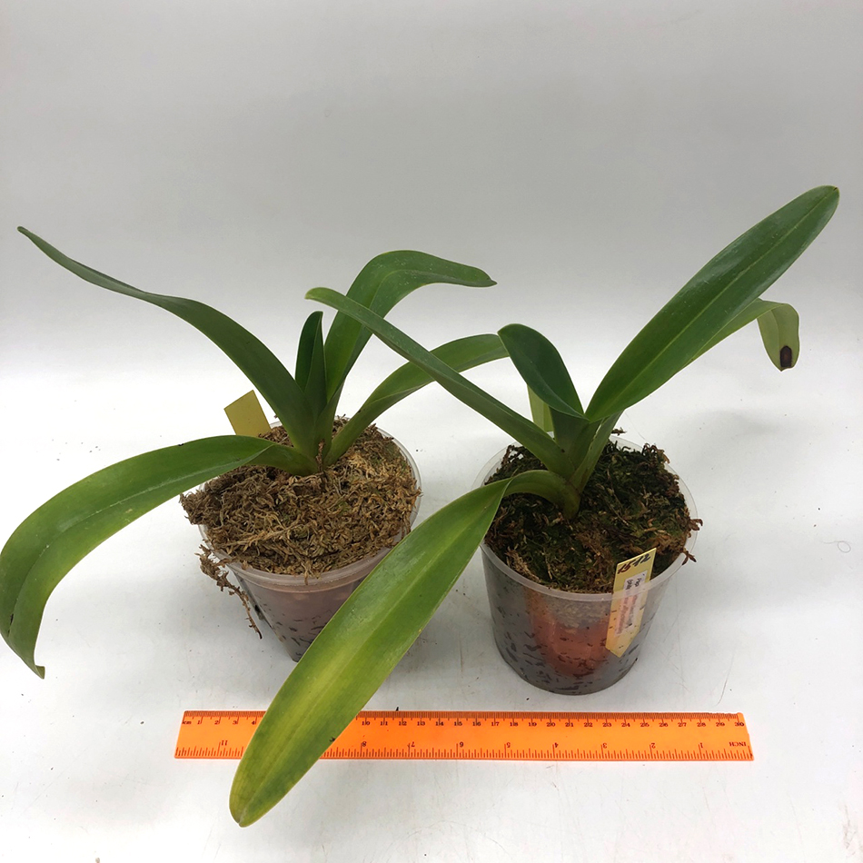 1512 paphiopedilum saint swithin1..jpg