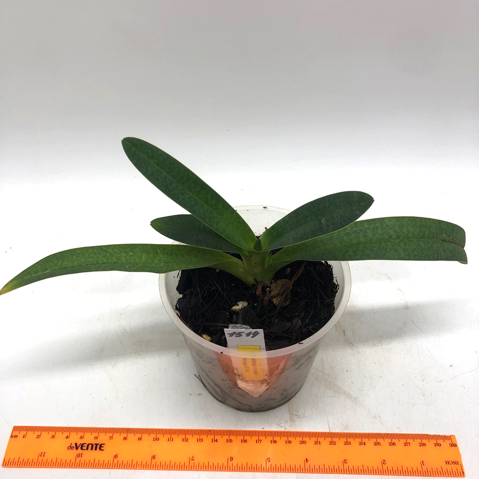 1514 paphiopedilum lowii X niveum1.jpg