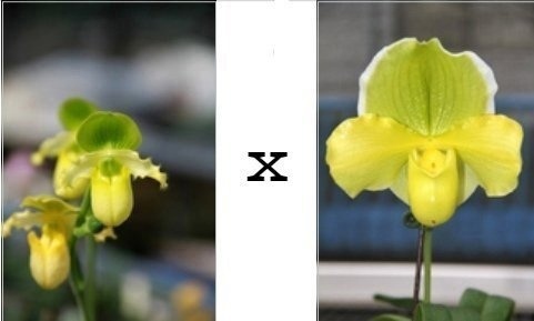 1516 paphiopedilum primulinum x Green Complex.jpg