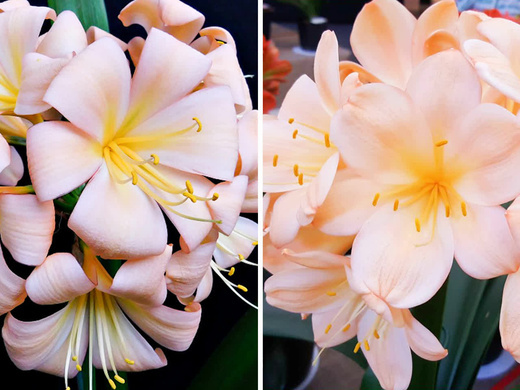 23 Кливия Розовая Mouski Pink x Pink Radience (P23)4000.jpg
