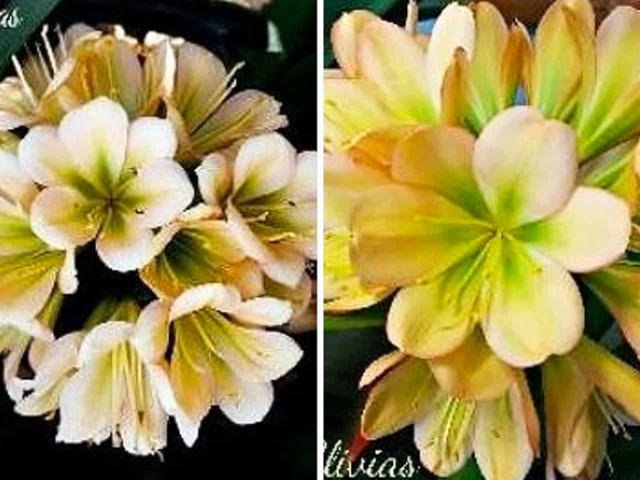27 Кливия Розовая P18.jpg