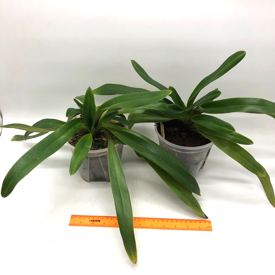 1516 paphiopedilum 1200руб.-2шт..jpg