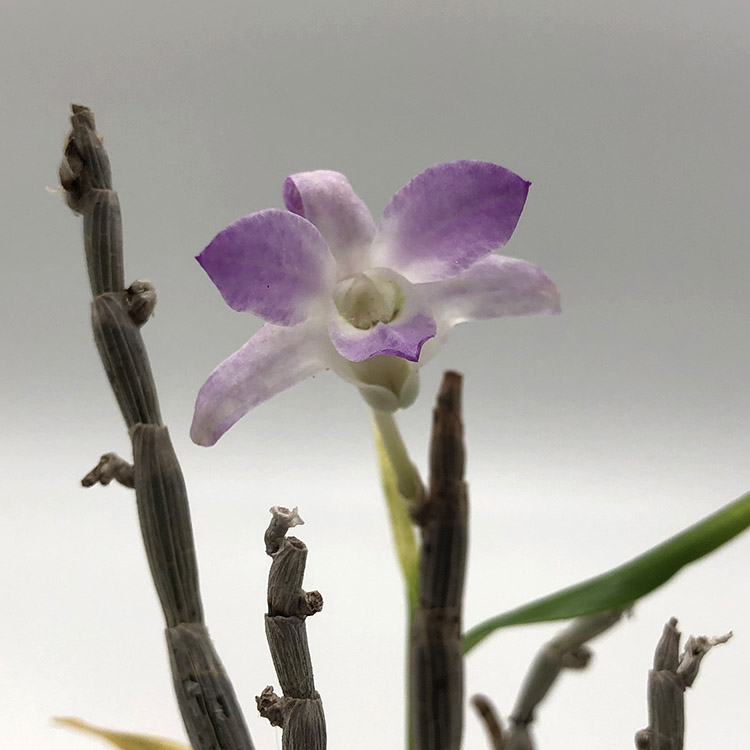 11 -moniliforme Raizan 2.jpg