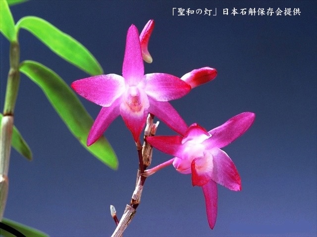 63 聖和の灯 (せいわのあかり) Seiwa no Akari 4 (1).jpg