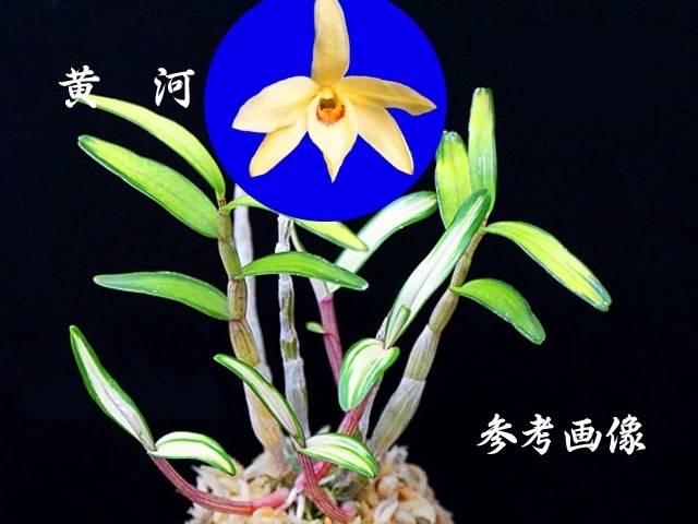 65 黄河 Kōga 4.jpg