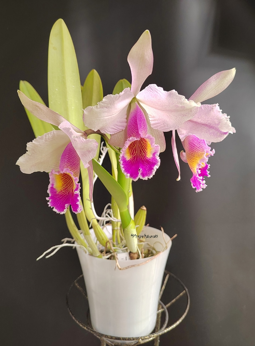Cattleya Fabula Rosada (C.schroederae x C.aurea) jovenes....jpg