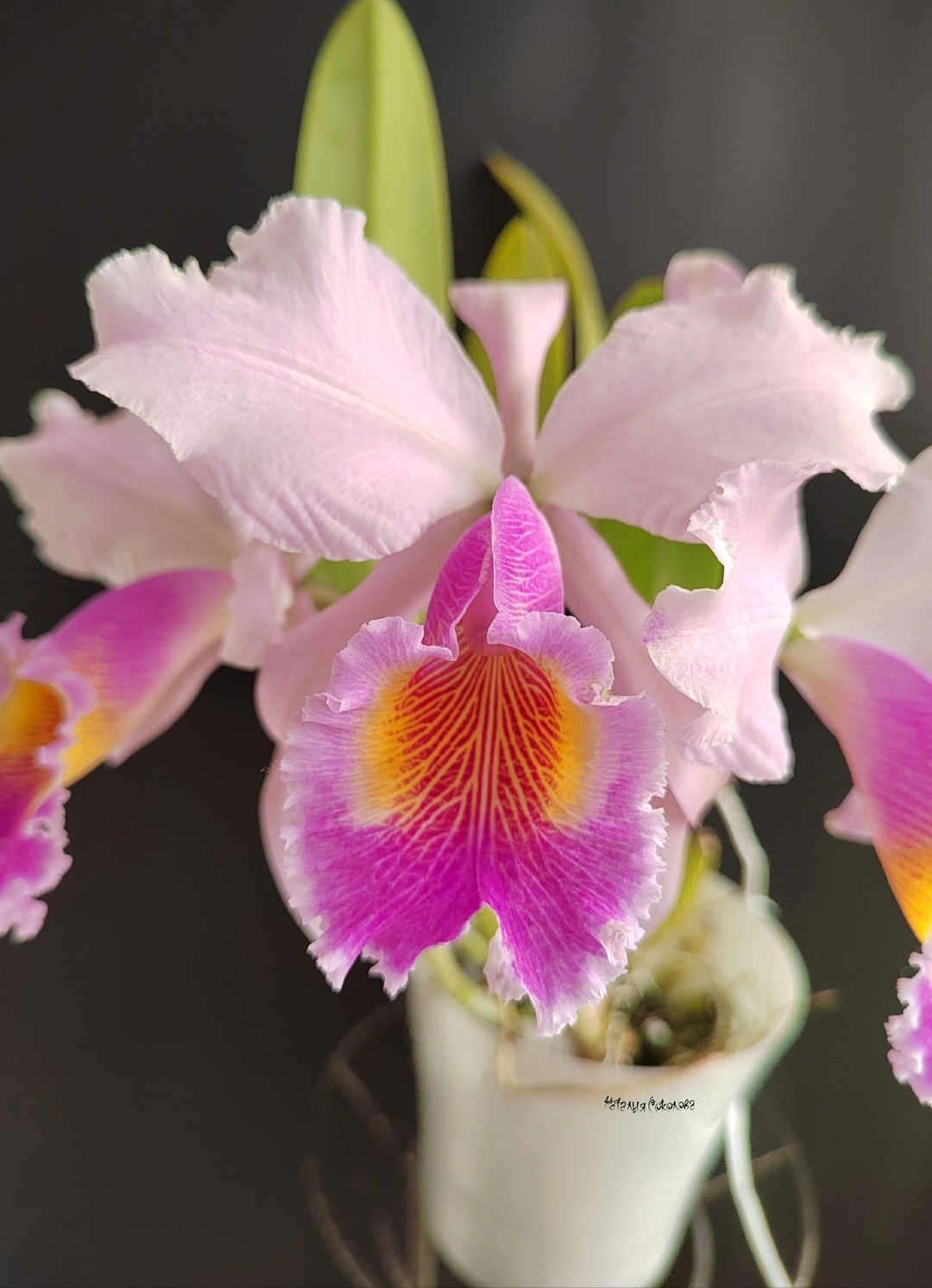 Cattleya Fabula Rosada (C.schroederae x C.aurea) jovenes..jpg