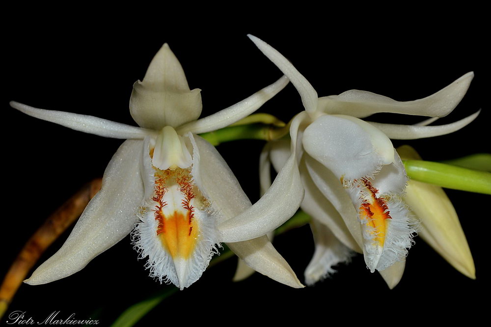 1538-1 Coelogyne calcicola.jpg