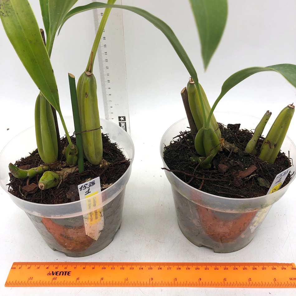 1538-2 Coelogyne calcicola2.jpg