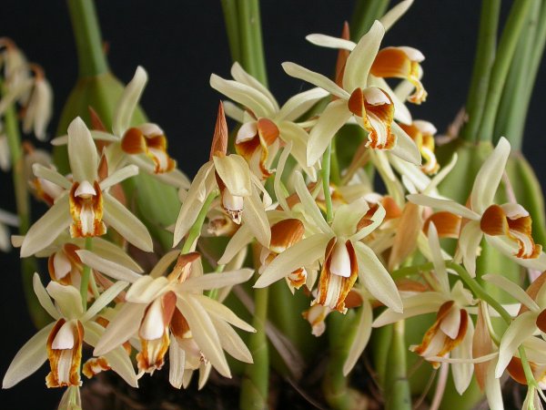1539 Coelogyne trinervis.jpg