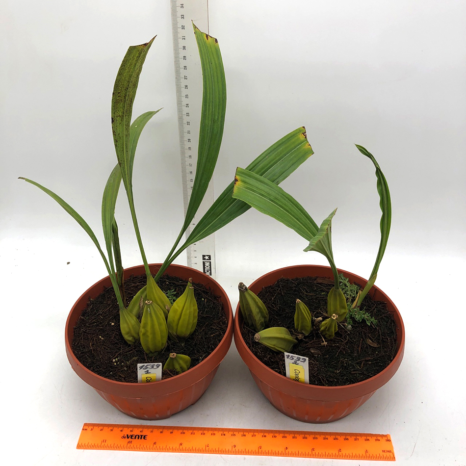 1539-1 Coelogyne trinervis.jpg