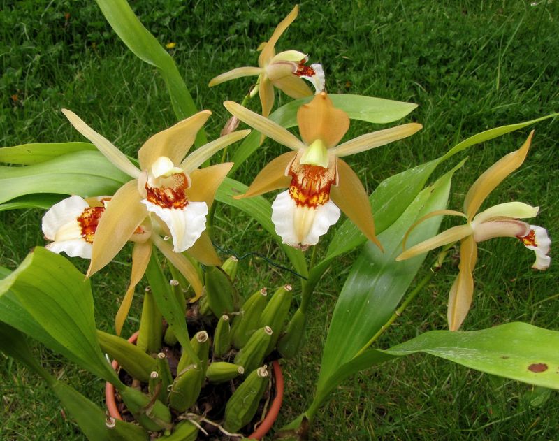 1540 coelogyne lawrenceana.jpg
