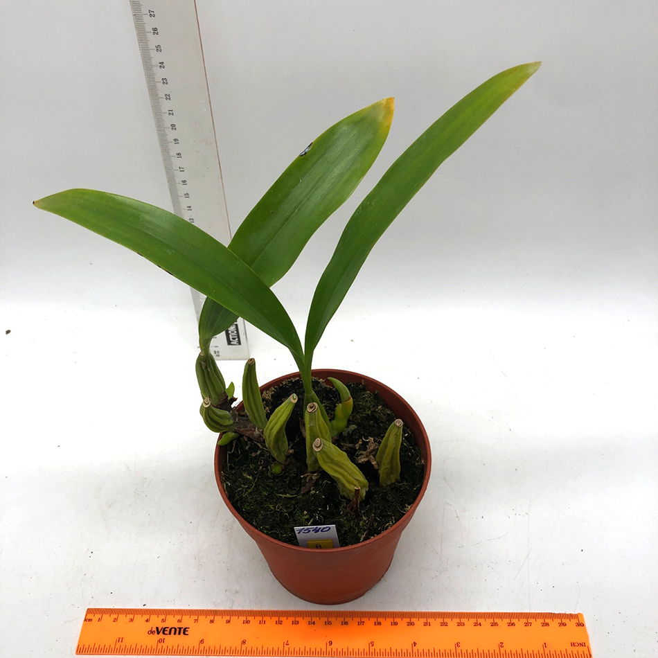 1540 coelogyne lawrenceana1.jpg
