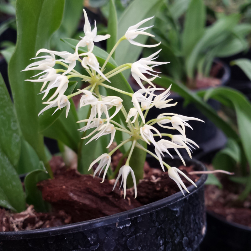 1557 Bulbophyllum laxiflorum variegated..jpg