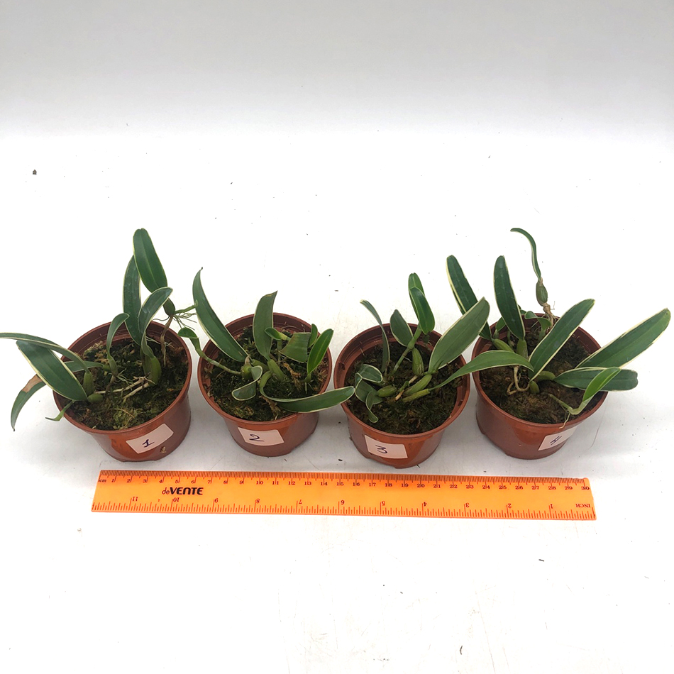 1557 bulbophyllum laxiflorum variegated 2.jpg