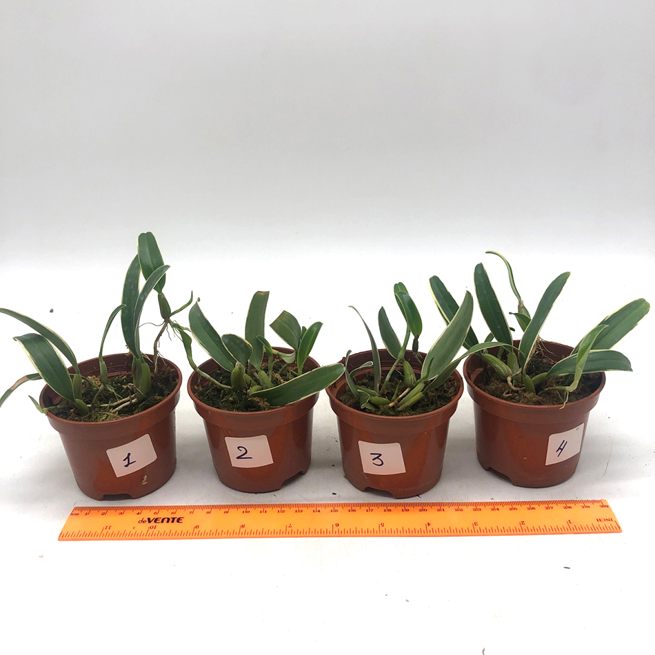 1557 bulbophyllum laxiflorum variegated 1.jpg
