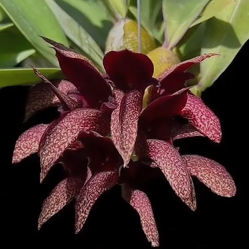1560 Bulbophyllum  phalaenopsis x cruentum.jpg