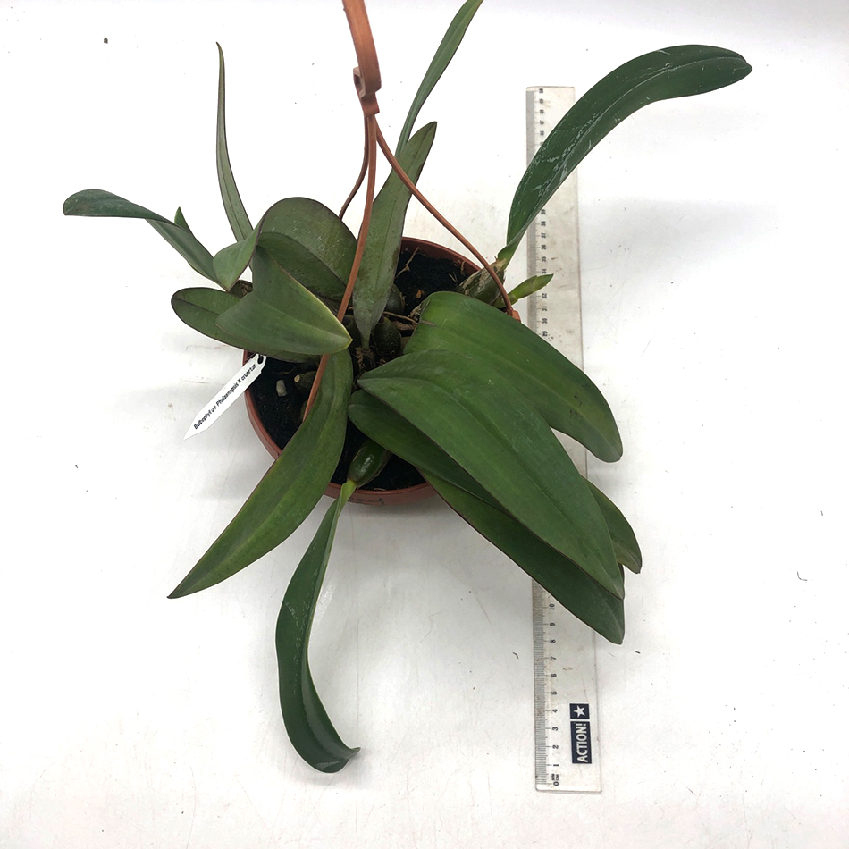 1561 Bulbophyllum phalaenopsis x cruentum1.jpg