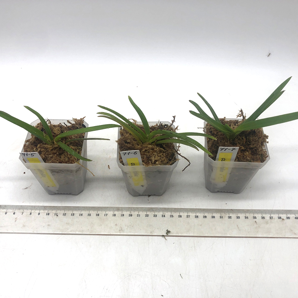 71  curvifolia2.jpg