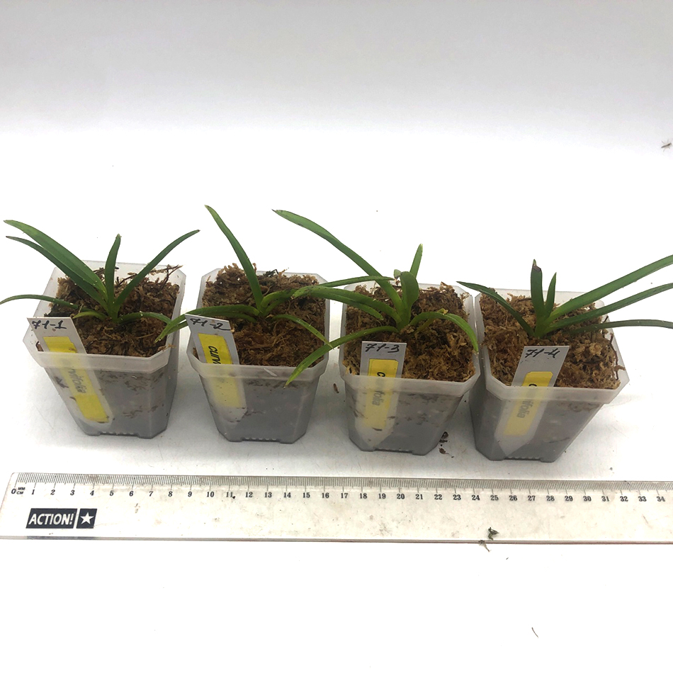 71  curvifolia1.jpg