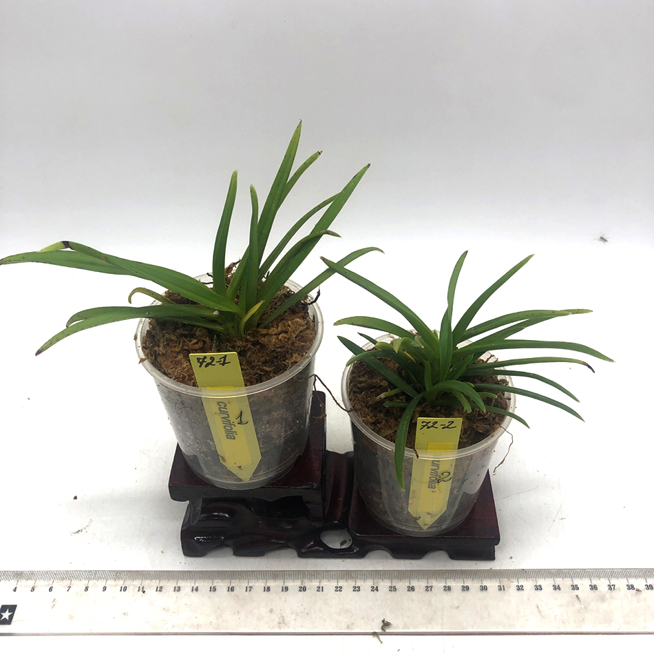 72  curvifolia.jpg