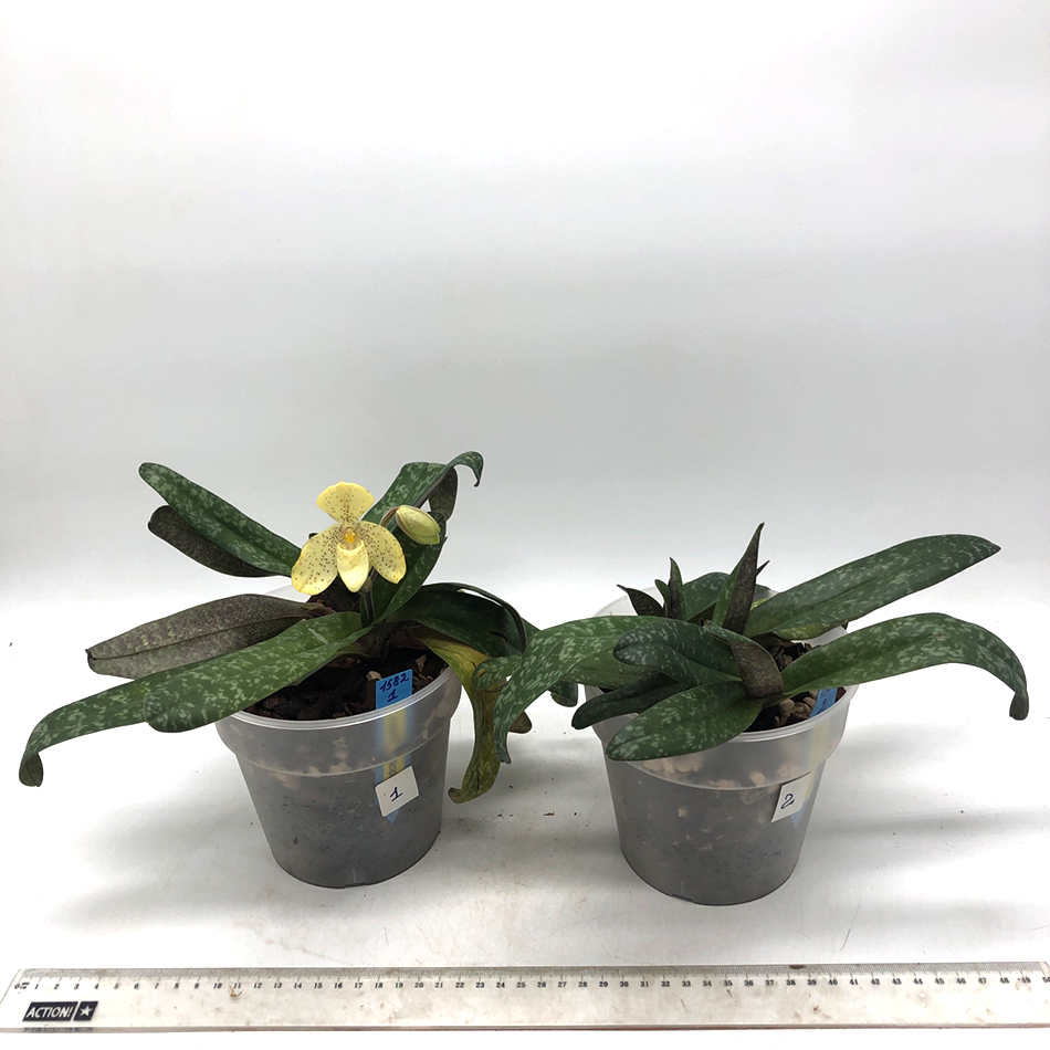 1582 paphiopedilum concolor1.jpg