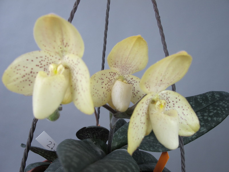 1583 paphiopedilum concolor..jpg