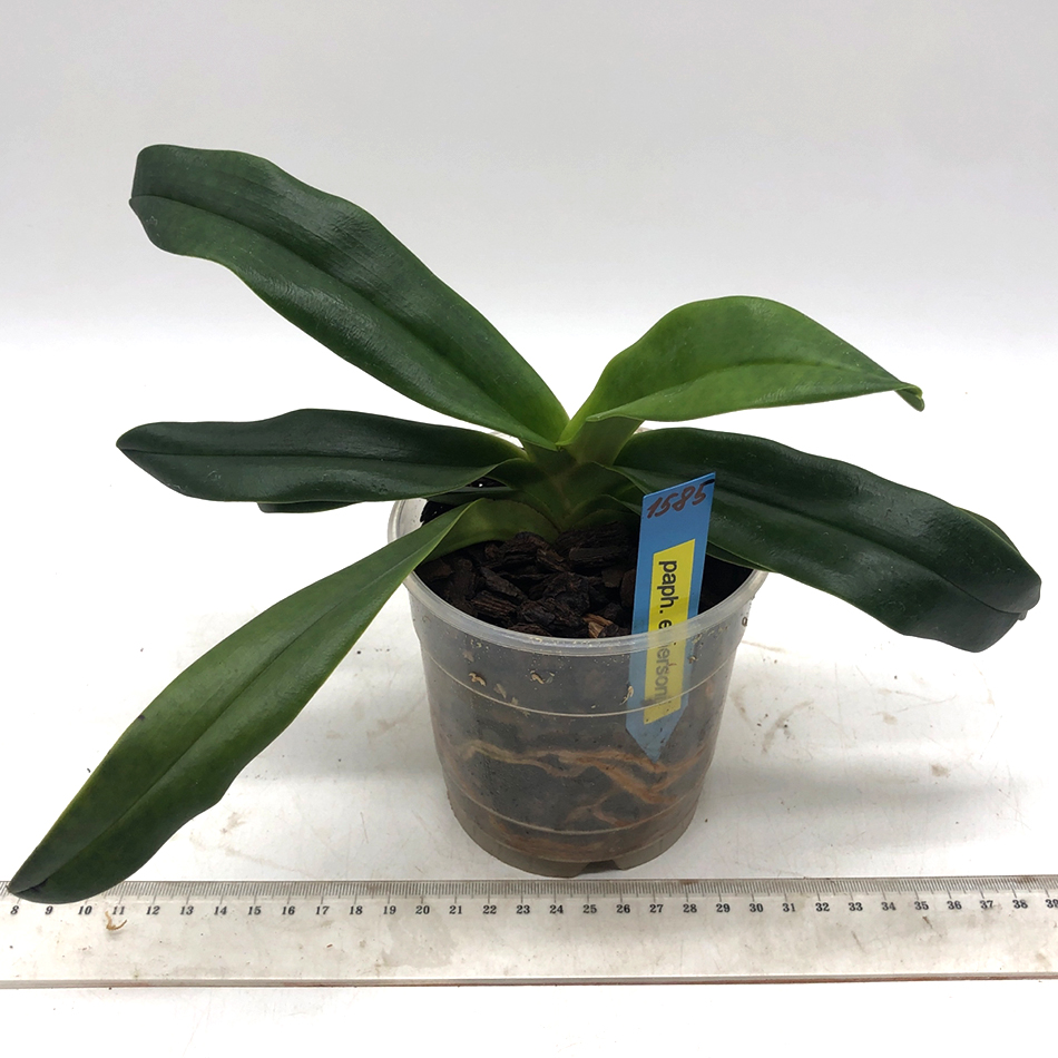 1585 Paphiopedilum emersonii 1.jpg