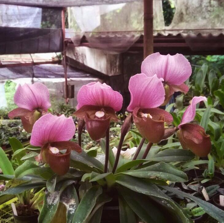 1586 paphiopedilum charlesworthii.jpg