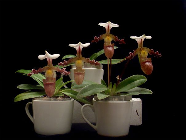 1590 paphiopedilum tranlienianum.jpg