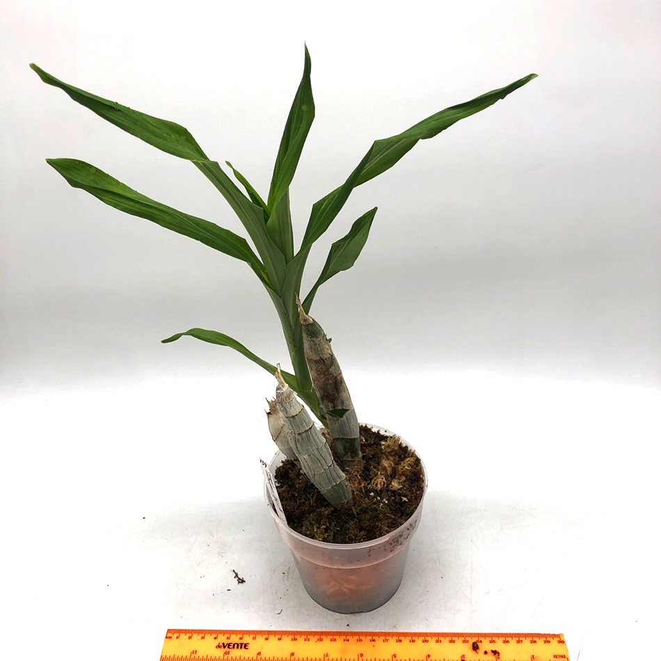 1595 catasetum macroglossum4.jpg