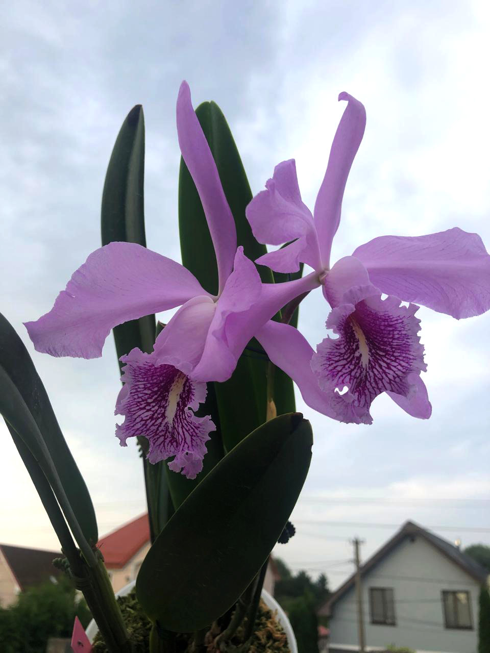 1274 Cattleya Maximum Lust (maxima x luedemanniana).jpg