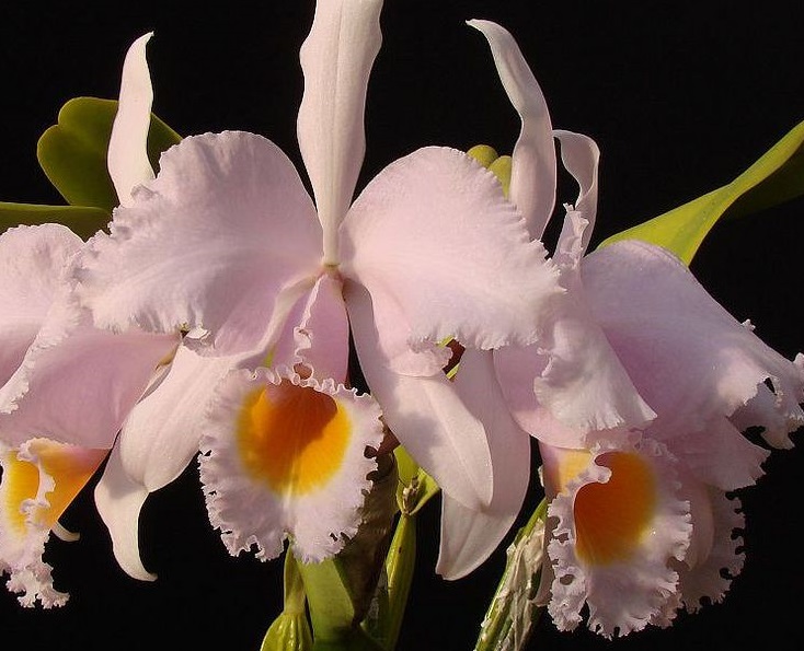 Cattleya schroederae.jpg